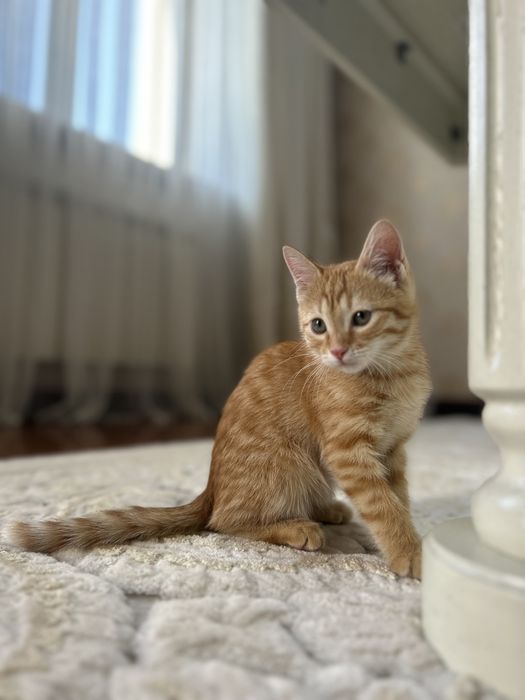 Отдам в хорошие руки котенка