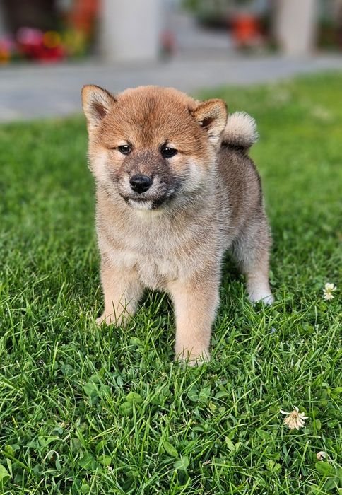 Fetița Shiba Inu pedigree