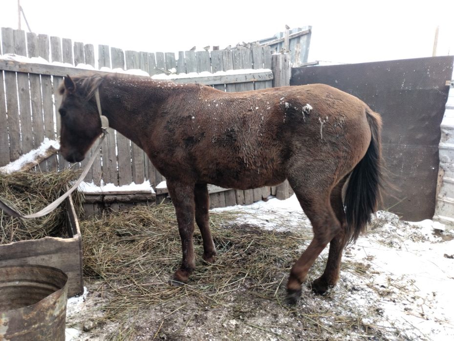 Продам кабылу на откорме