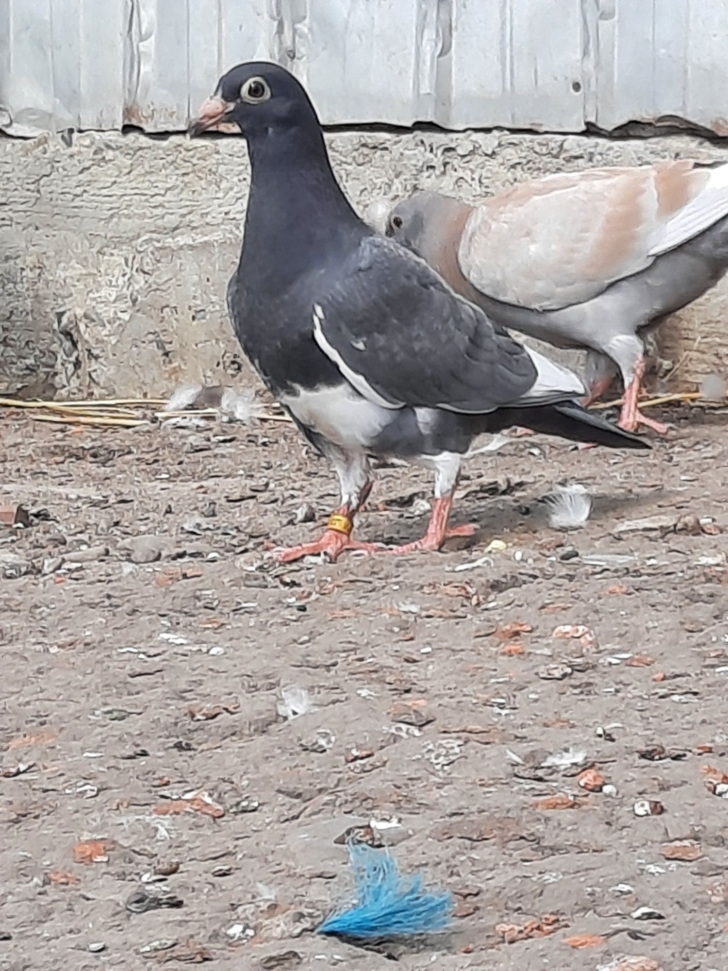 Pui porumbei voiajori colorati culori rare