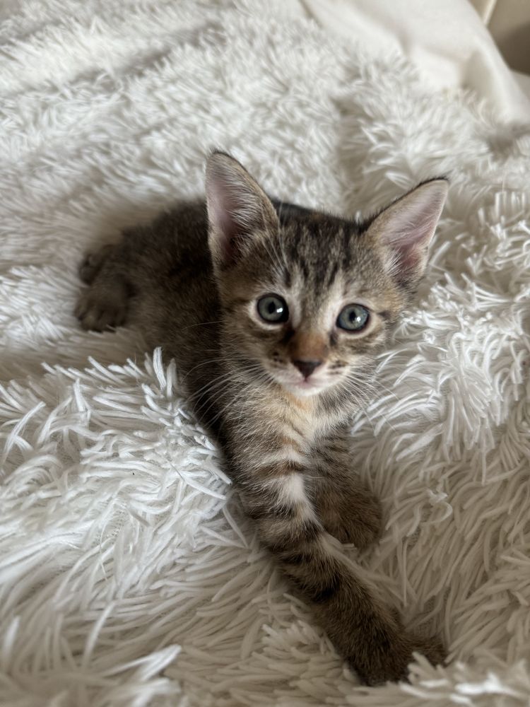 Doua Pisicute spre adoptie