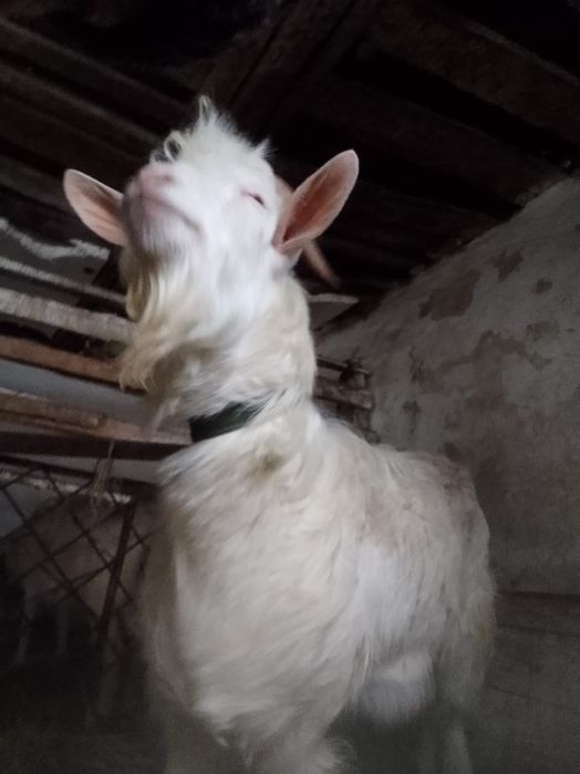 Продам козла производителя