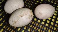 Oua rață de casă