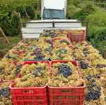 Struguri de vin transport in tara