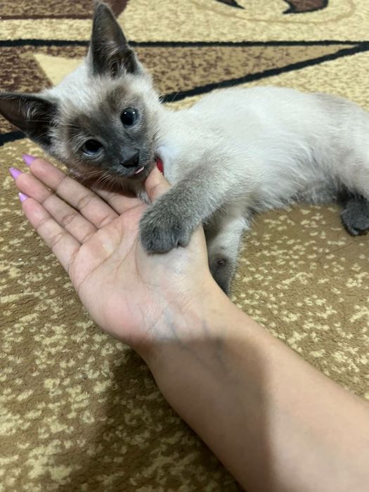 Сиамский пародный пышык Еркек 3 айлык