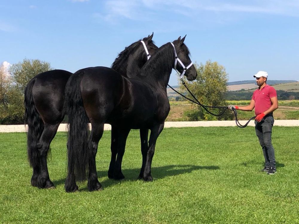 Iepe Friesian pereche Frizian Echitatie trasura calarie