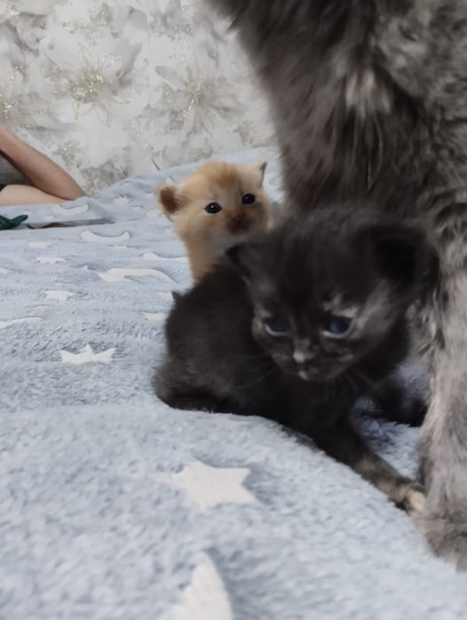 Отдам котят в хорошие руки