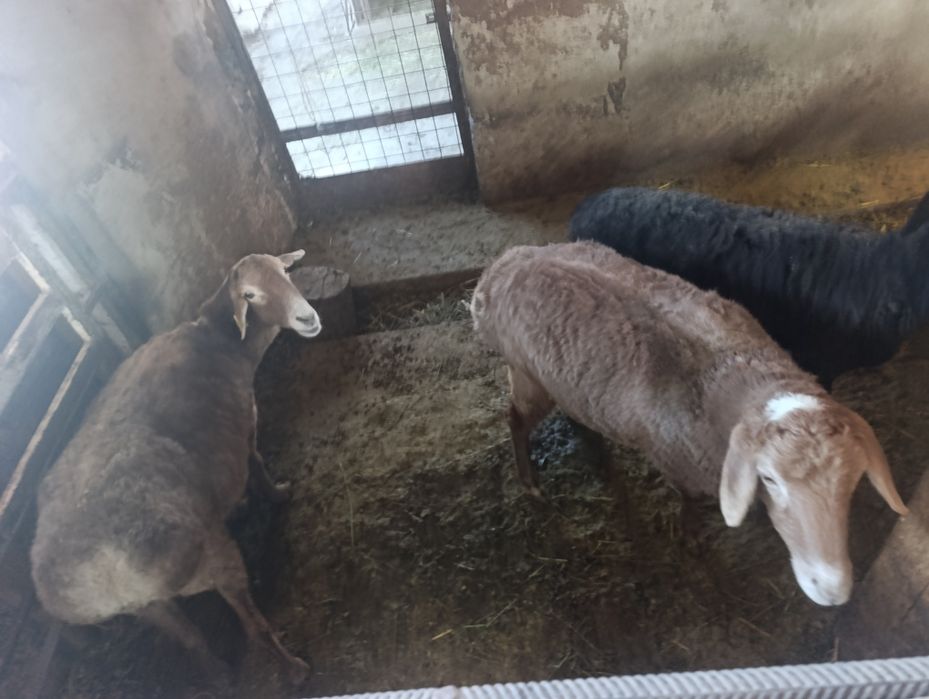 Койлар Сатылады Семиз