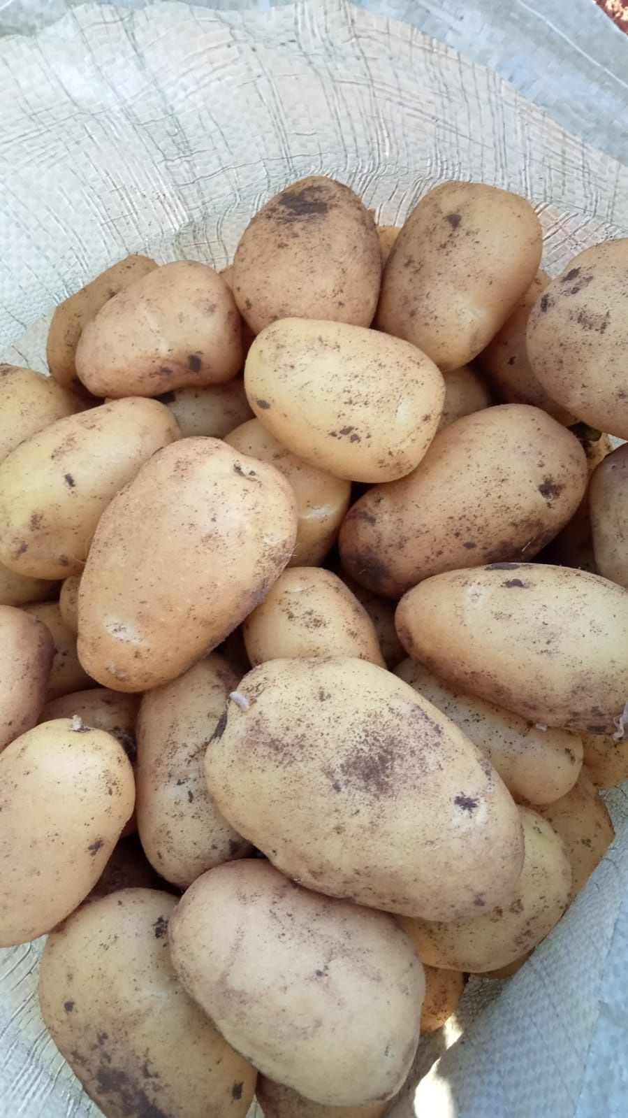 Продаю картофель