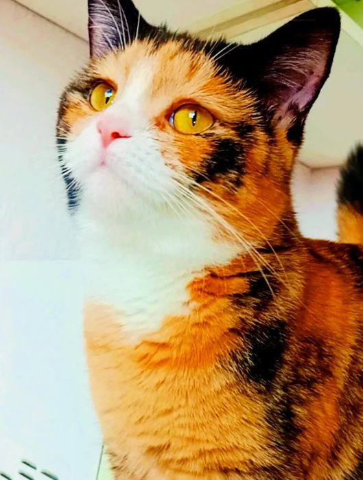 Хэппи красивая девочка ждёт семью