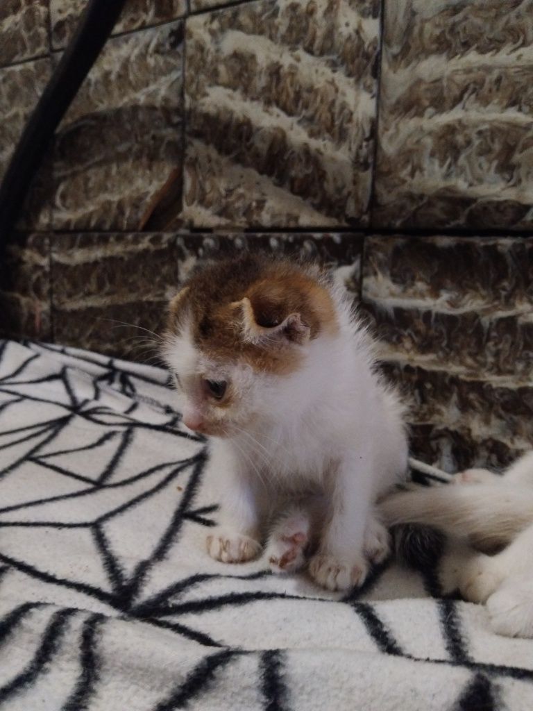 Котёнок Вислоухий девочка