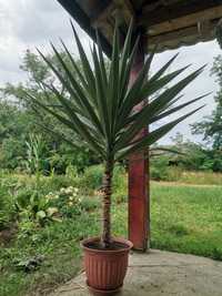 Yucca plantă de vânzare