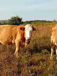 Vaci gestante baltata romaneasca