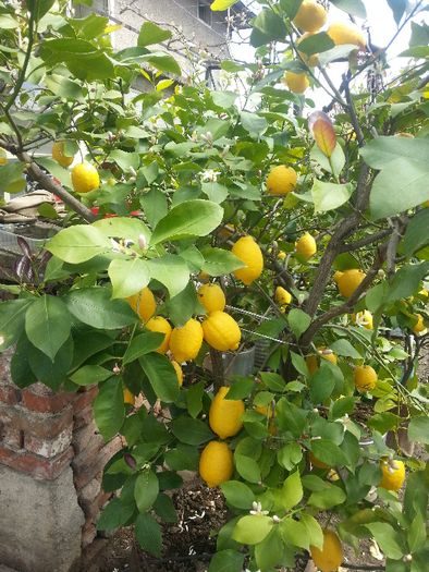 лимонови дръвчета