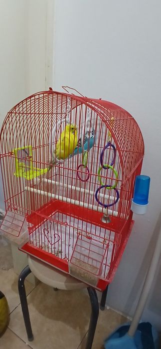 Vând 2 peruși + colivie 150 lei