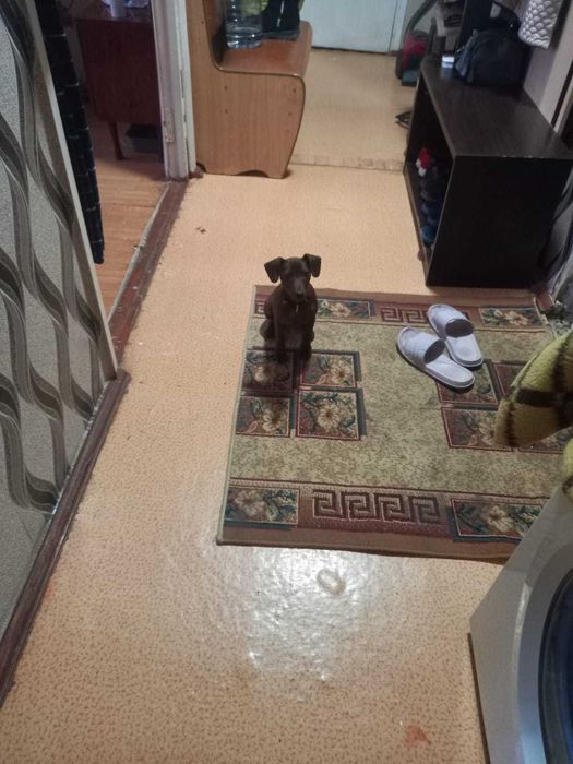 Породам щенка цвергпинчера мальчика