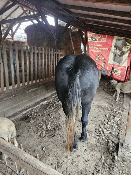 Mânză de vanzare