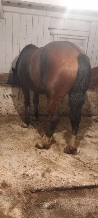 Vând mânza de un an jumate