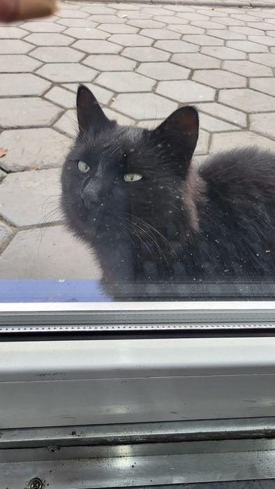 КОТИК ЖДЁТ !  Пожалуйста подарите мальчишке дом!!