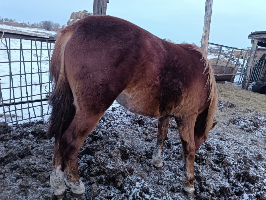 кобылки с откорма,Согым