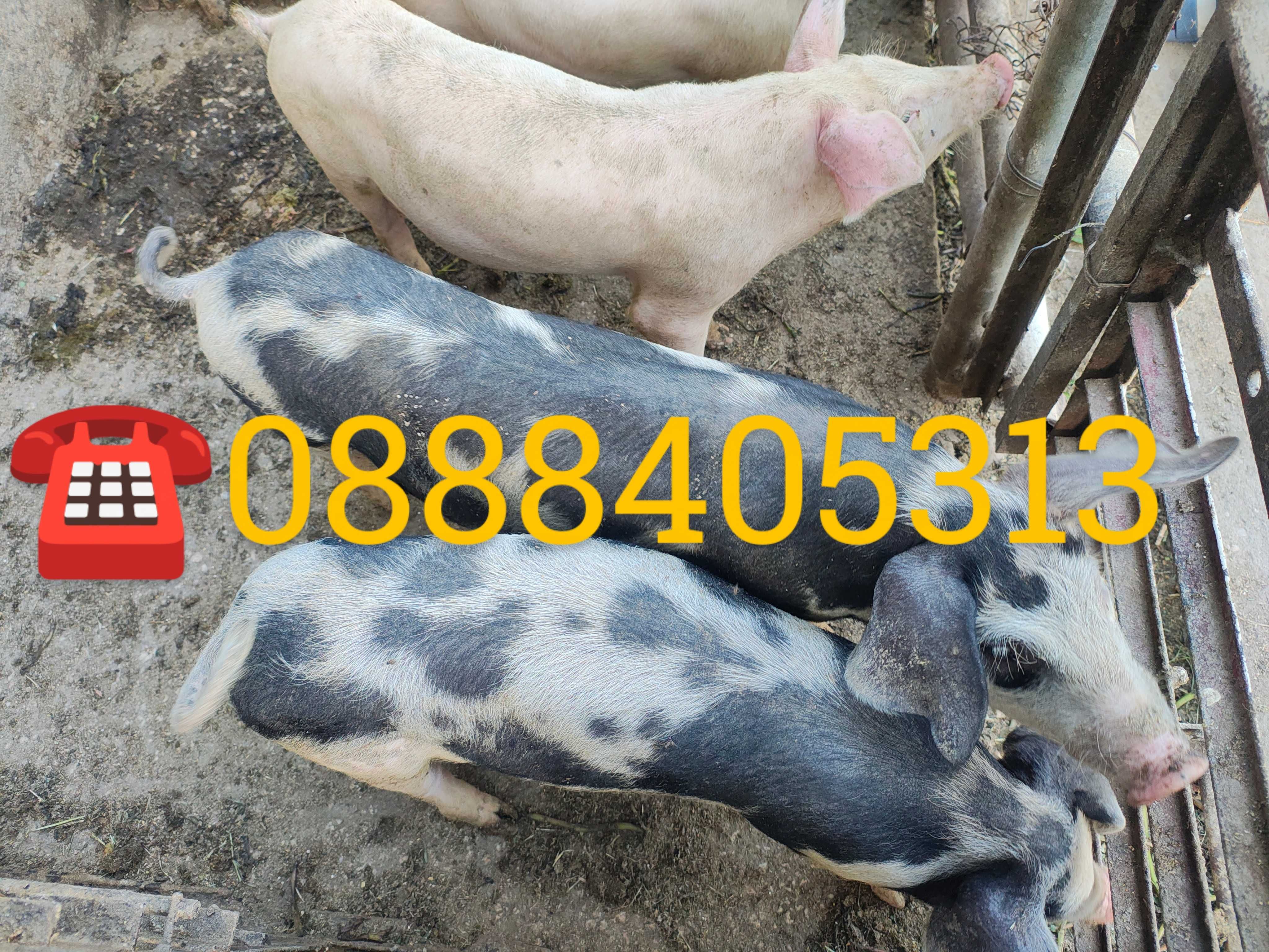 Продавам малки прасета
