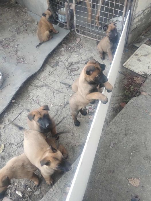 Продавам белгийски овчарки