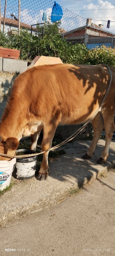 Продавам Юница година и половина