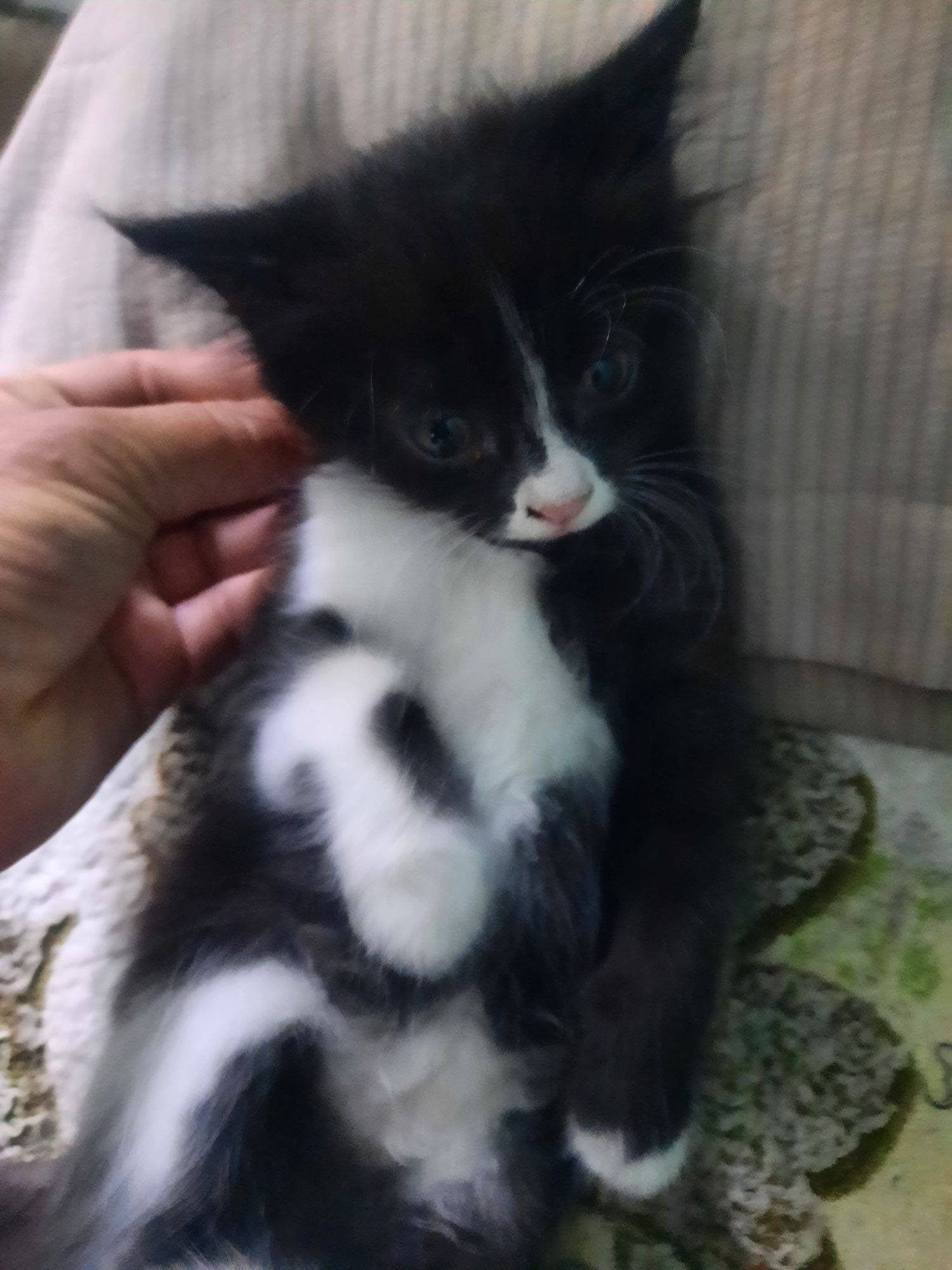 Котята британцы месяц и 10 дней им