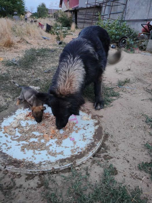 Pui caine lup - adoptie - se platesc decat vaccinurile efectuate