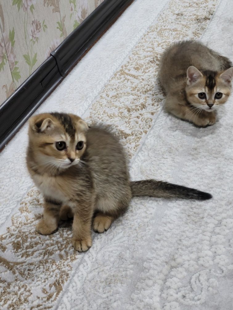 Scottish fold va Scottish stright
