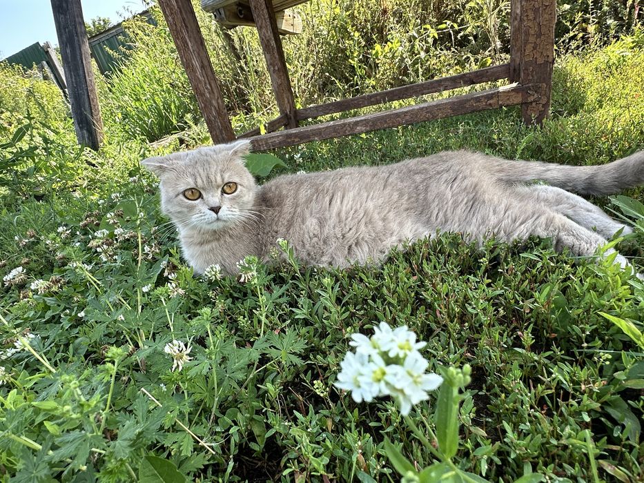 Отдам Шотландскую вислоухую кошку. 2.5 года