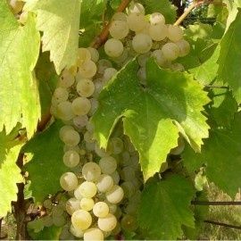 Vita de vie nobilala alba de vin