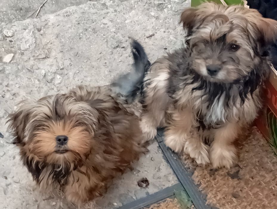 Йорки 2 броя продавам!!