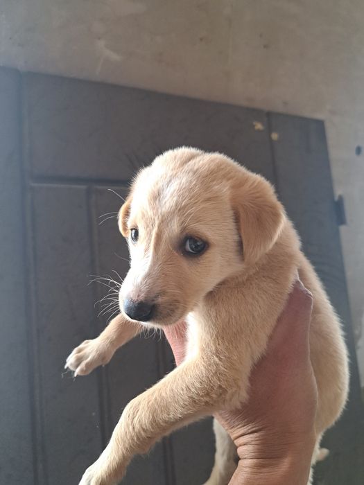 Отдам щенка тазы девочка