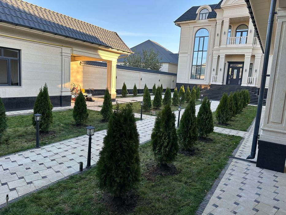 Ёлка саженцы все есть