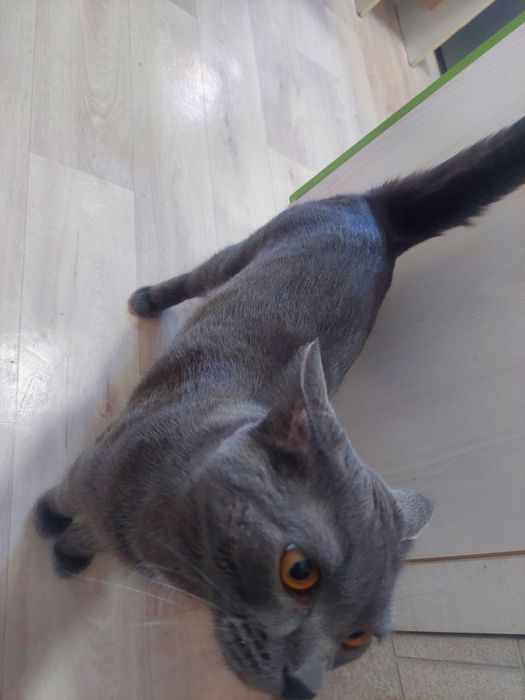 Отдам кота британский в подарок лоток педегри и пару игрушек чистый