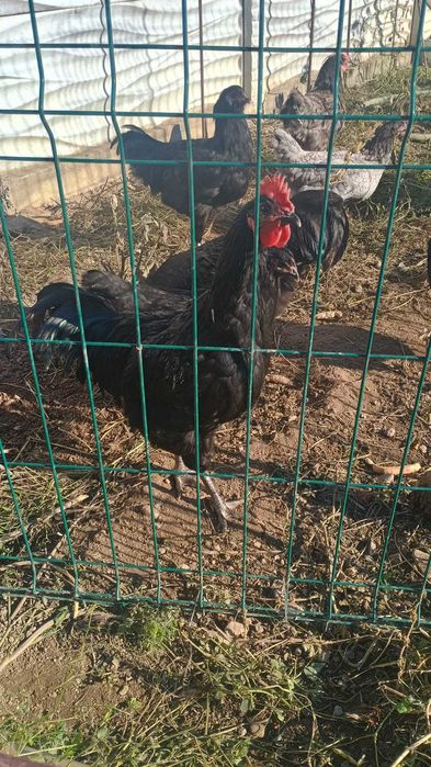 Vand cocos Australorp sau dau la schimb pe gaini , puicute