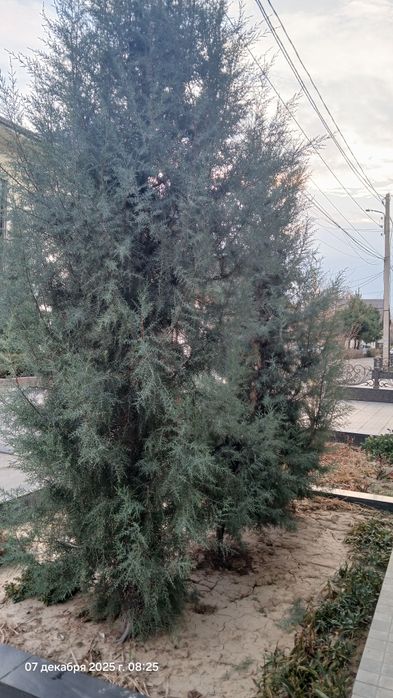 Арча голубой ел 3 та 2 та котта 1 кичкина