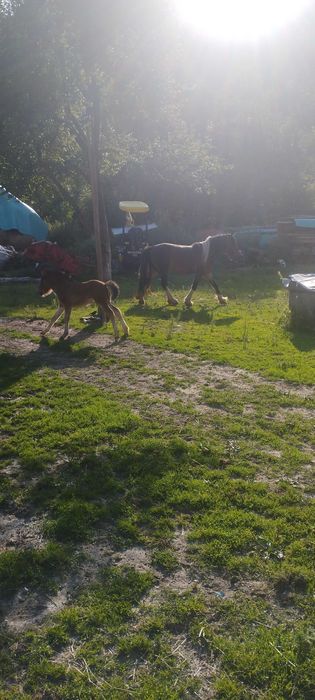 Iapa Gipsy de 5 ani  gestanta