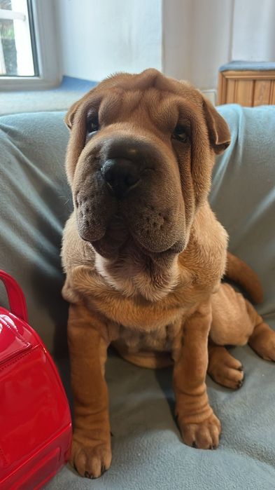 Прекрасен  Шарпей