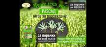 Мурсалски чай разсад