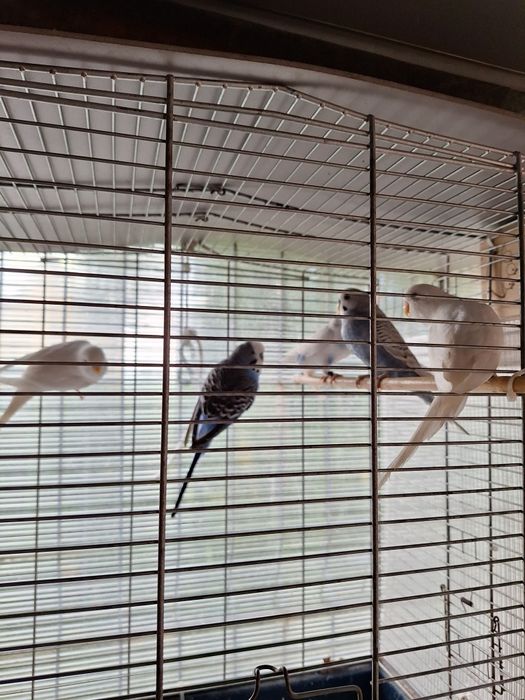 Papagali peruși 2025