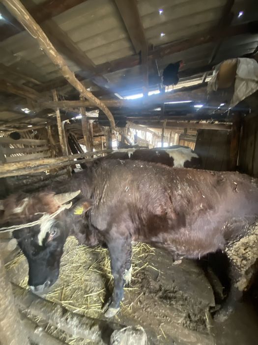 Продам 7 голов бычков