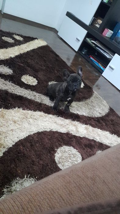 Femela bulldog francez