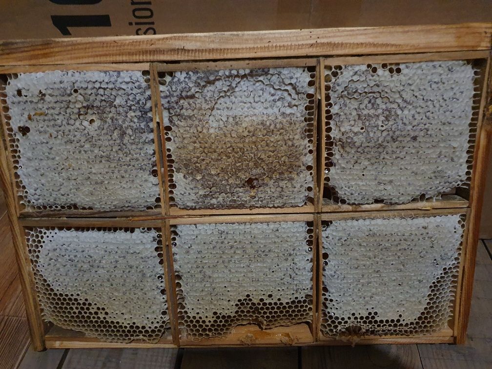 Продам натуральный сотовый мед со своей семейной пасики.