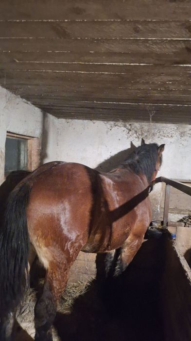 Schimb mânz 2,5 ani.