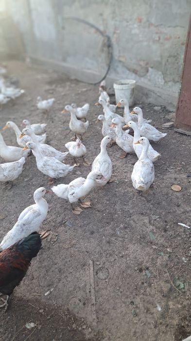 rate românesti, boboci de gâșca, bibilici