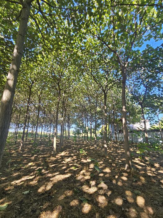 Vand puieti de Paulownia