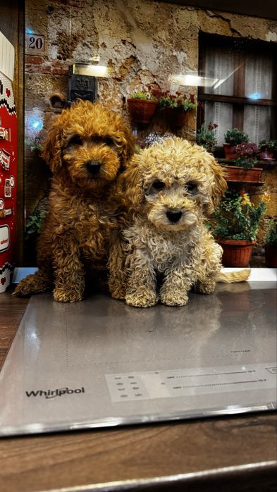 Pudel mini toy de vanzare