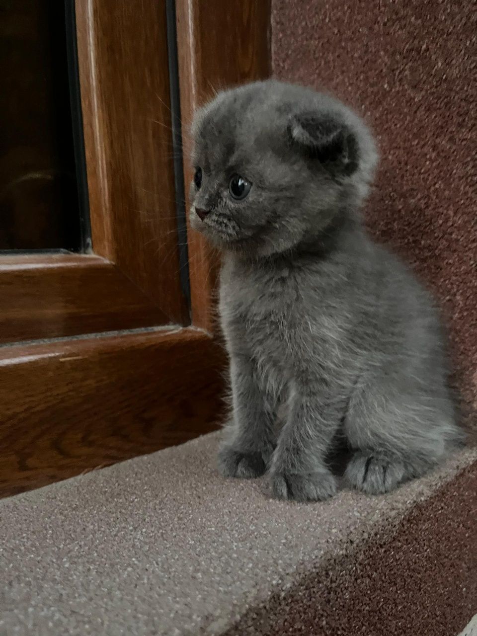 Продаются котята.